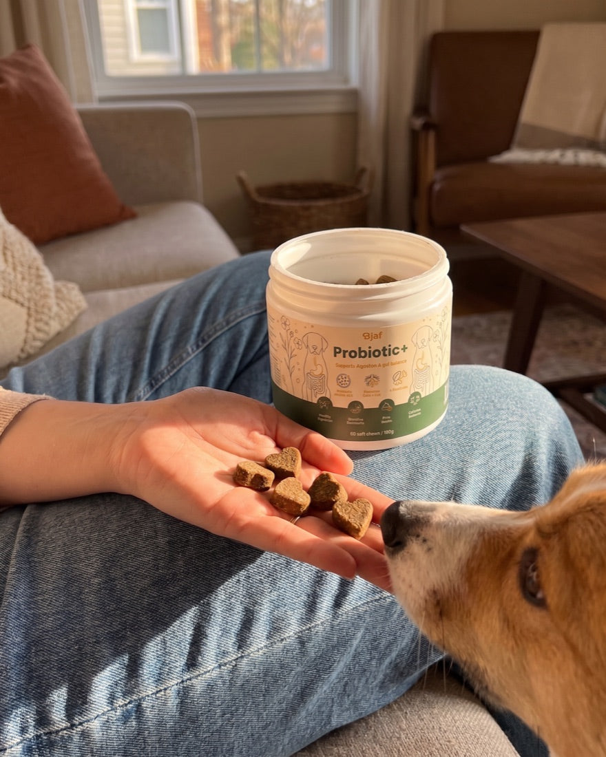 A hand gives a dog a chew next to a jar of Probiotic+ Chews